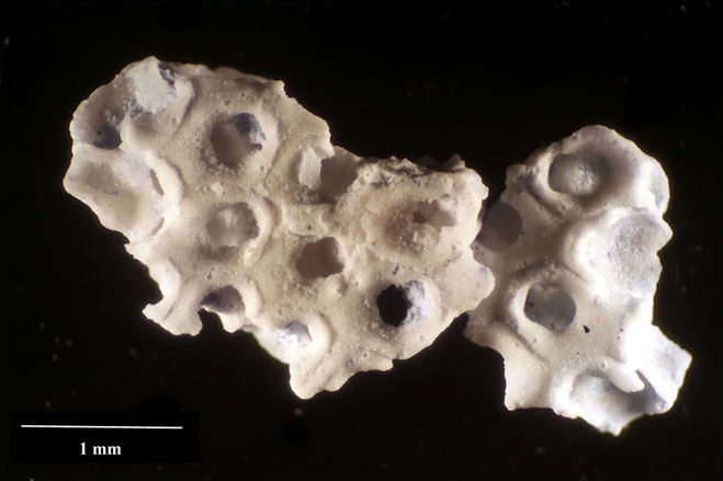 Senckenberg, Bryozoa, Bryozoen, Moostierchen, Sammlung Voigt