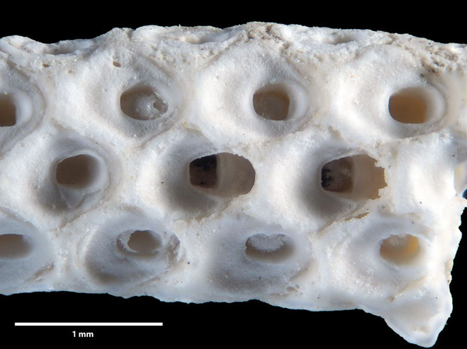 Senckenberg, Bryozoa, Bryozoen, Moostierchen, Sammlung Voigt