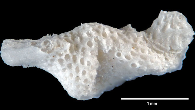 Senckenberg, Bryozoa, Bryozoen, Moostierchen, Sammlung Voigt