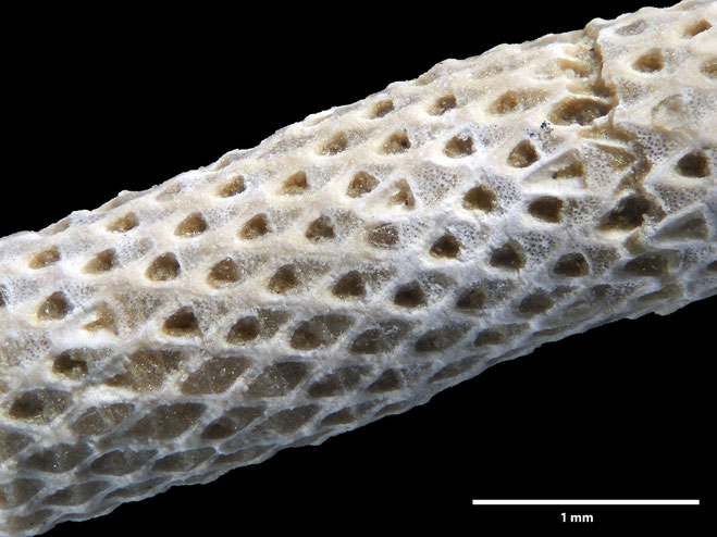 Senckenberg, Bryozoa, Bryozoen, Moostierchen, Sammlung Voigt