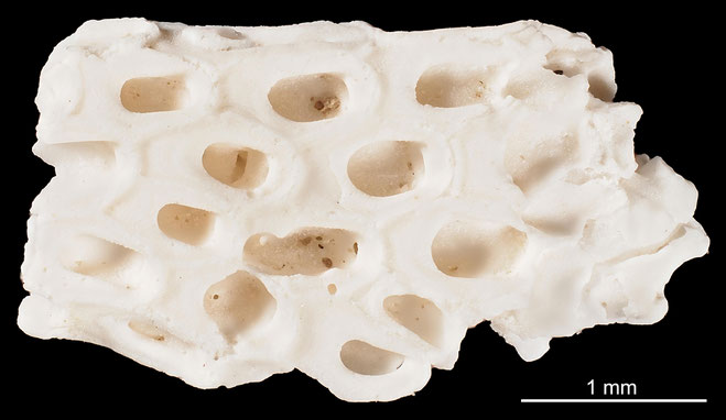 Senckenberg, Bryozoa, Bryozoen, Moostierchen, Sammlung Voigt