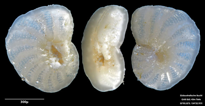 Foraminifere, Foraminifera, Bryozoa, Senckenberg, Australien