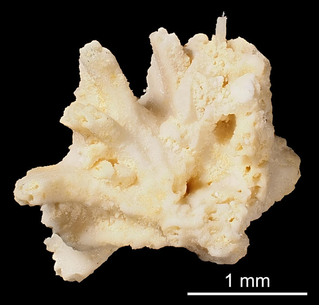 Senckenberg, Bryozoa, Bryozoen, Moostierchen, Sammlung Voigt