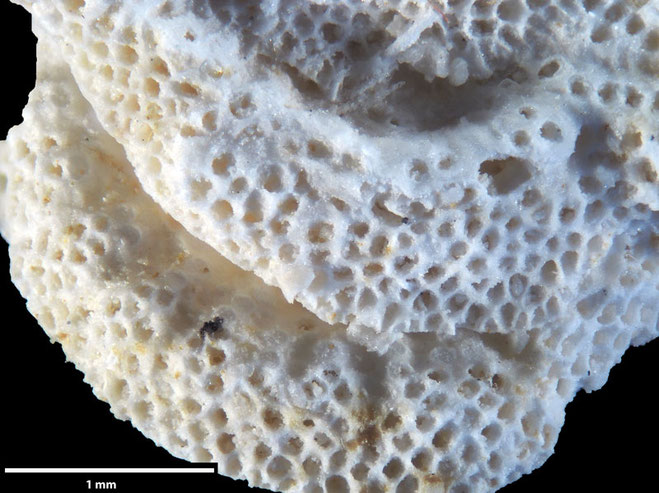 Senckenberg, Bryozoa, Bryozoen, Moostierchen, Sammlung Voigt