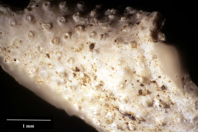 Senckenberg, Bryozoa, Bryozoen, Moostierchen, Sammlung Voigt