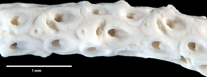 Senckenberg, Bryozoa, Bryozoen, Moostierchen, Sammlung Voigt