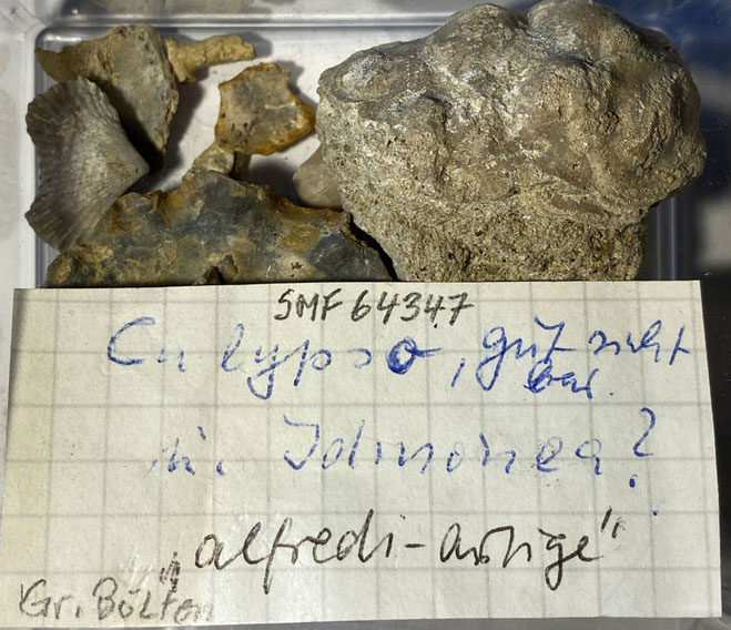 Senckenberg, Bryozoa, Bryozoen, Moostierchen, Sammlung Voigt