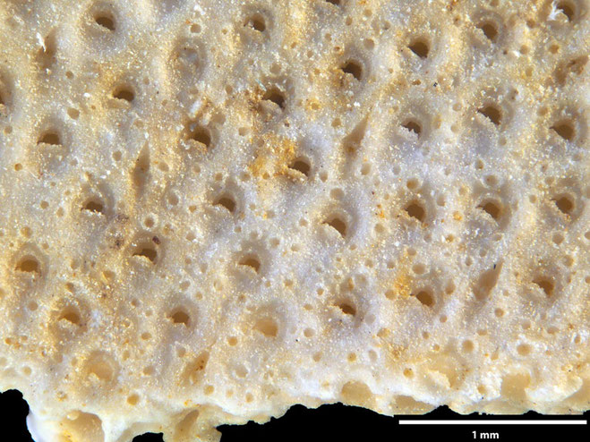 Senckenberg, Bryozoa, Bryozoen, Moostierchen, Sammlung Voigt