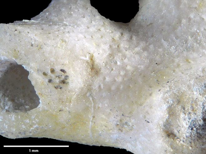 Senckenberg, Bryozoa, Bryozoen, Moostierchen, Sammlung Voigt