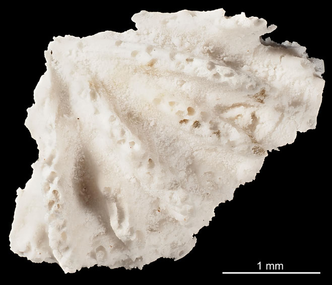 Senckenberg, Bryozoa, Bryozoen, Moostierchen, Sammlung Voigt