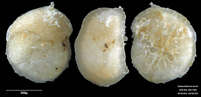 Foraminifere, Foraminifera, Bryozoa, Senckenberg, Australien