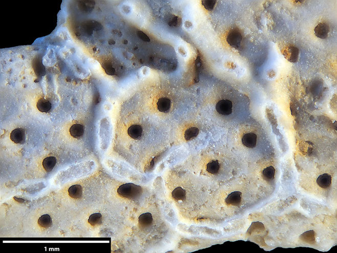 Senckenberg, Bryozoa, Bryozoen, Moostierchen, Sammlung Voigt