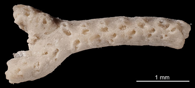 Senckenberg, Bryozoa, Bryozoen, Moostierchen, Sammlung Voigt