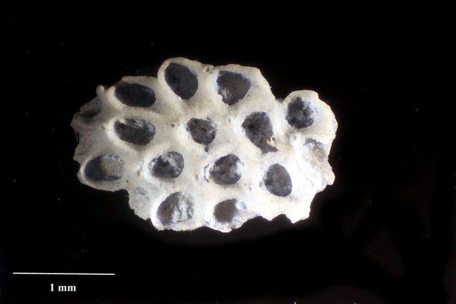 Senckenberg, Bryozoa, Bryozoen, Moostierchen, Sammlung Voigt