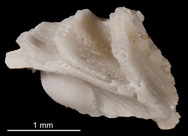 Senckenberg, Bryozoa, Bryozoen, Moostierchen, Sammlung Voigt