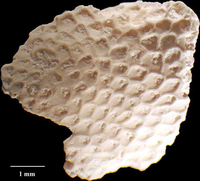 Senckenberg, Bryozoa, Bryozoen, Moostierchen, Sammlung Voigt