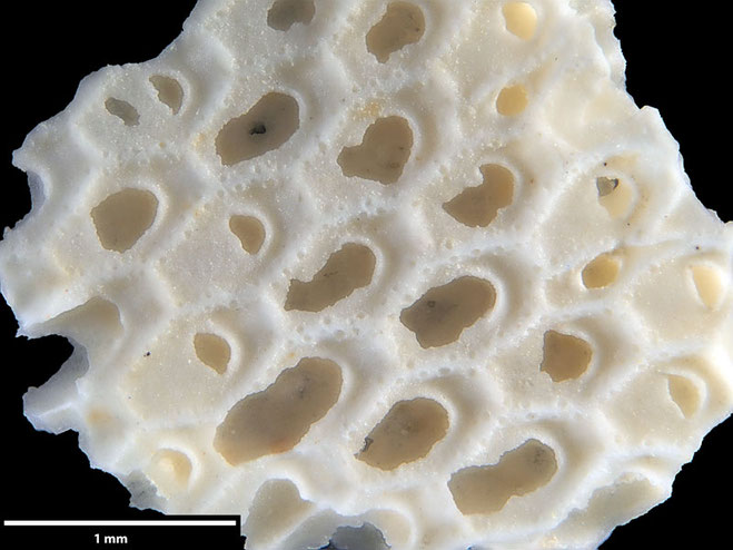 Senckenberg, Bryozoa, Bryozoen, Moostierchen, Sammlung Voigt