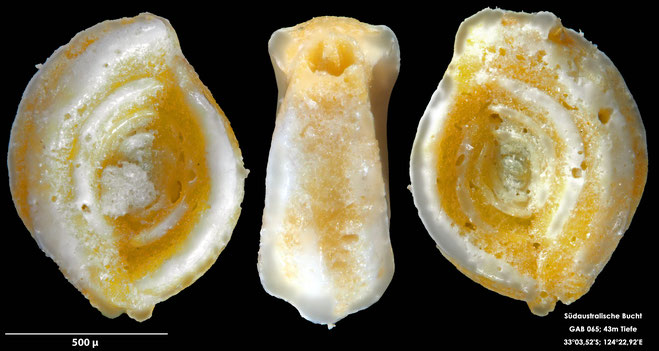 Foraminifere, Foraminifera, Bryozoa, Senckenberg, Australien