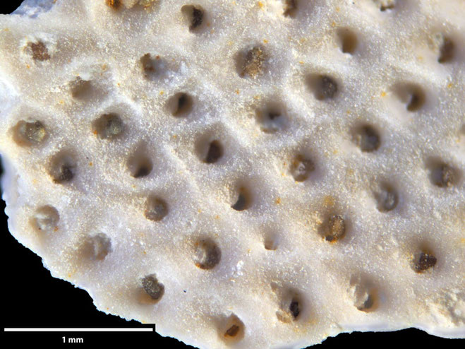 Senckenberg, Bryozoa, Bryozoen, Moostierchen, Sammlung Voigt