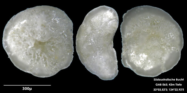 Foraminifere, Foraminifera, Bryozoa, Senckenberg, Australien