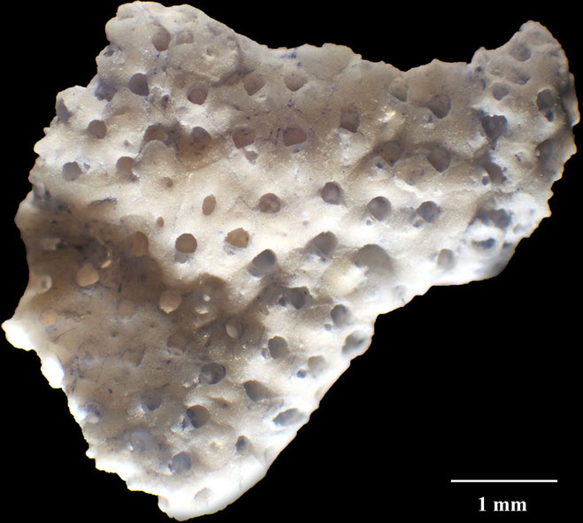 Senckenberg, Bryozoa, Bryozoen, Moostierchen, Sammlung Voigt