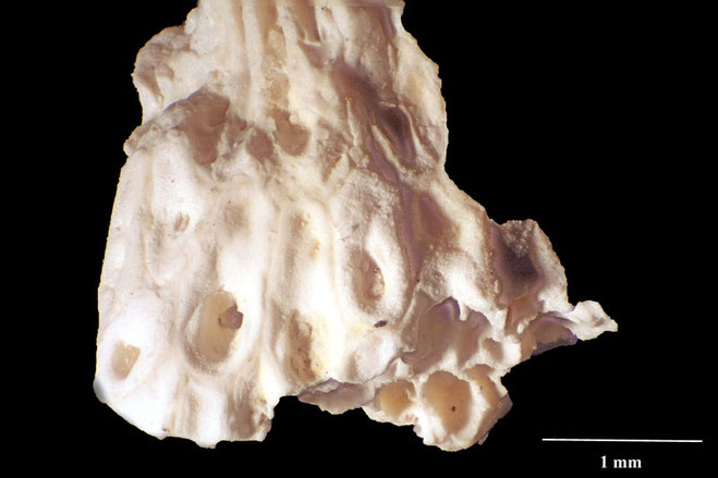 Senckenberg, Bryozoa, Bryozoen, Moostierchen, Sammlung Voigt