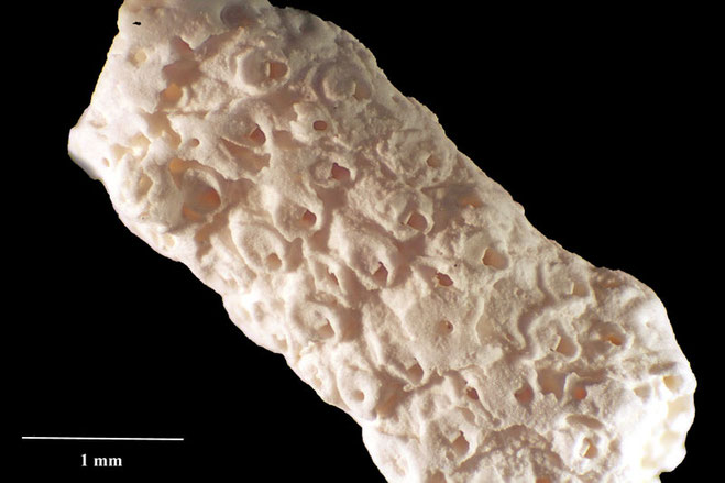 Senckenberg, Bryozoa, Bryozoen, Moostierchen, Sammlung Voigt