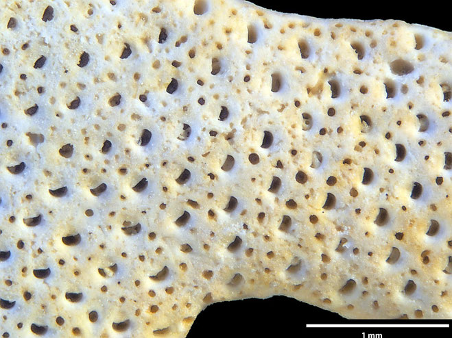 Senckenberg, Bryozoa, Bryozoen, Moostierchen, Sammlung Voigt