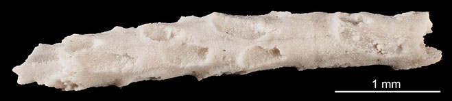 Senckenberg, Bryozoa, Bryozoen, Moostierchen, Sammlung Voigt