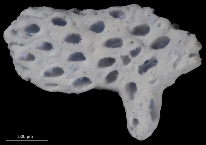 Senckenberg, Bryozoa, Bryozoen, Moostierchen, Sammlung Voigt