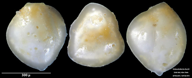 Foraminifere, Foraminifera, Bryozoa, Senckenberg, Australien