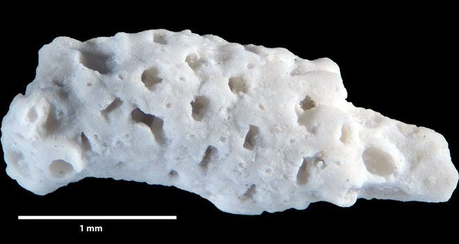 Senckenberg, Bryozoa, Bryozoen, Moostierchen, Sammlung Voigt