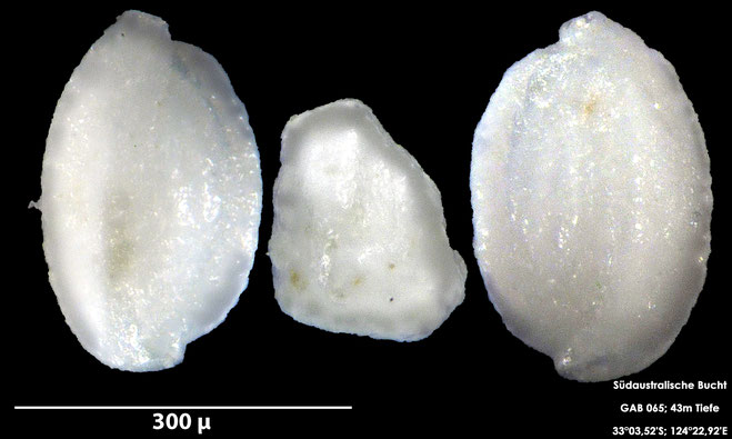 Foraminifere, Foraminifera, Bryozoa, Senckenberg, Australien