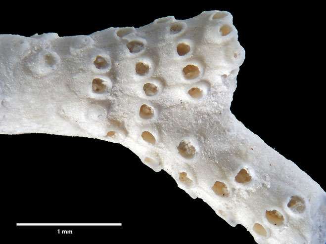 Senckenberg, Bryozoa, Bryozoen, Moostierchen, Sammlung Voigt