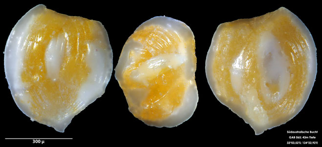 Foraminifere, Foraminifera, Bryozoa, Senckenberg, Australien