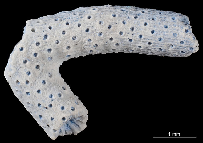 Senckenberg, Bryozoa, Bryozoen, Moostierchen, Sammlung Voigt