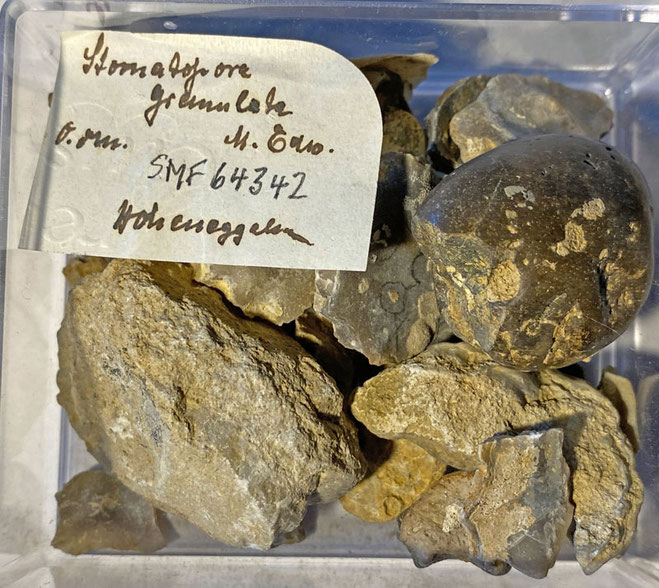 Senckenberg, Bryozoa, Bryozoen, Moostierchen, Sammlung Voigt