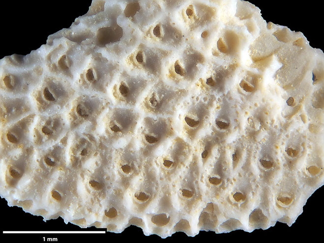 Senckenberg, Bryozoa, Bryozoen, Moostierchen, Sammlung Voigt