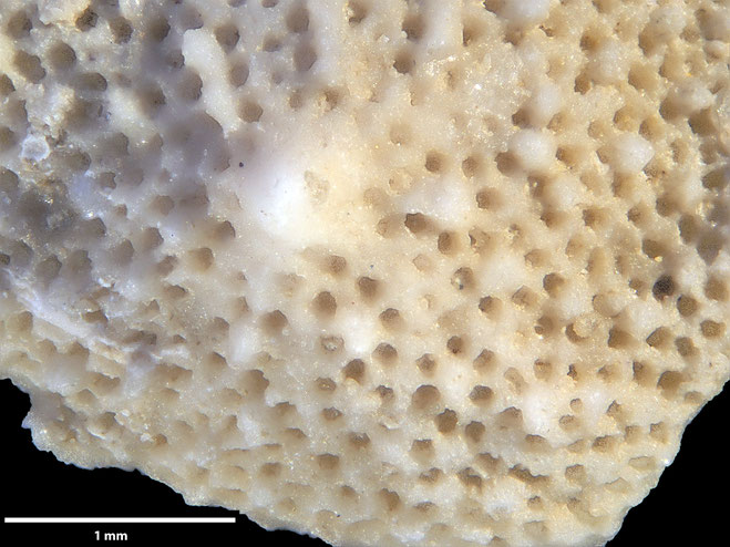 Senckenberg, Bryozoa, Bryozoen, Moostierchen, Sammlung Voigt