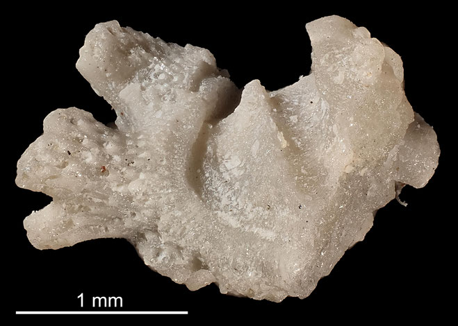 Senckenberg, Bryozoa, Bryozoen, Moostierchen, Sammlung Voigt