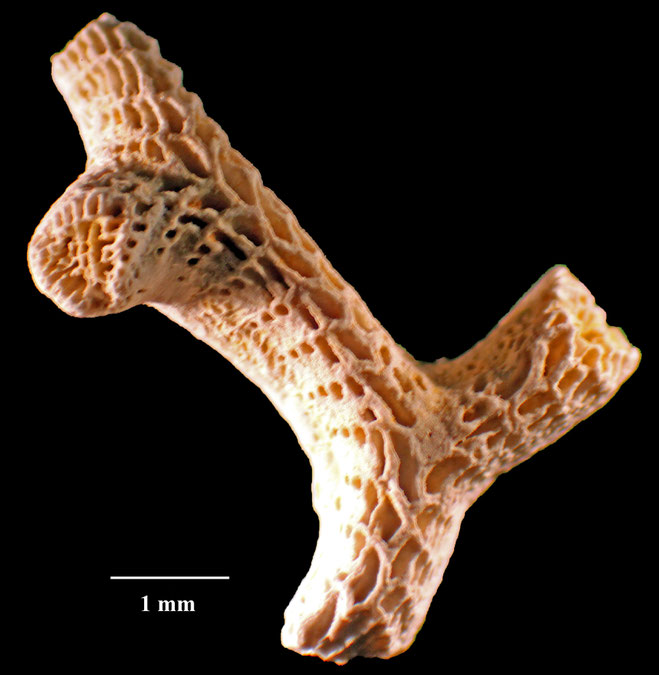 Senckenberg, Bryozoa, Bryozoen, Moostierchen, Sammlung Voigt