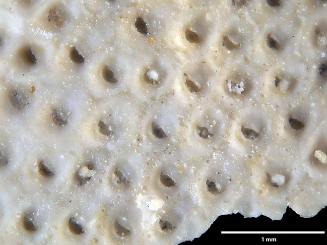 Senckenberg, Bryozoa, Bryozoen, Moostierchen, Sammlung Voigt