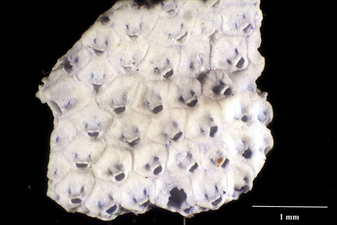 Senckenberg, Bryozoa, Bryozoen, Moostierchen, Sammlung Voigt