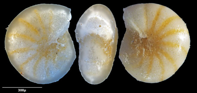 Bild 5 Foraminifere vom Strand in Renesse. Gattung: Cribroelphidium sp Cushman & Brönnimann, 1948