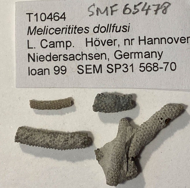 Senckenberg, Bryozoa, Bryozoen, Moostierchen, Sammlung Voigt