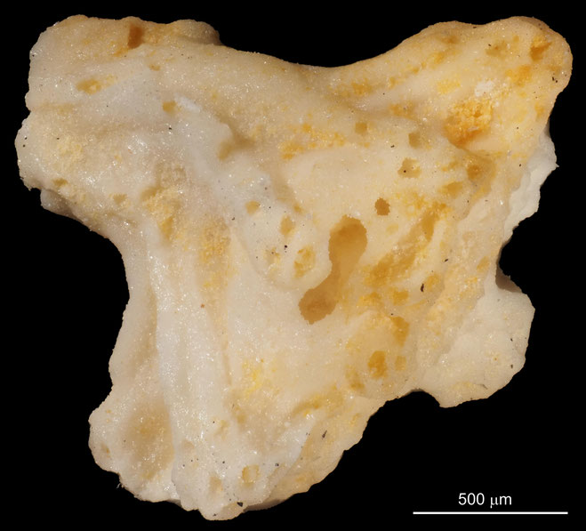 Senckenberg, Bryozoa, Bryozoen, Moostierchen, Sammlung Voigt