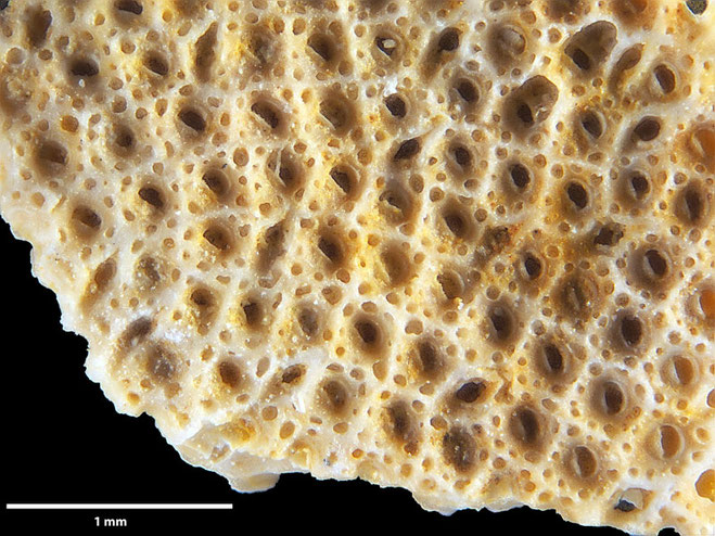 Senckenberg, Bryozoa, Bryozoen, Moostierchen, Sammlung Voigt