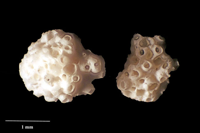 Senckenberg, Bryozoa, Bryozoen, Moostierchen, Sammlung Voigt