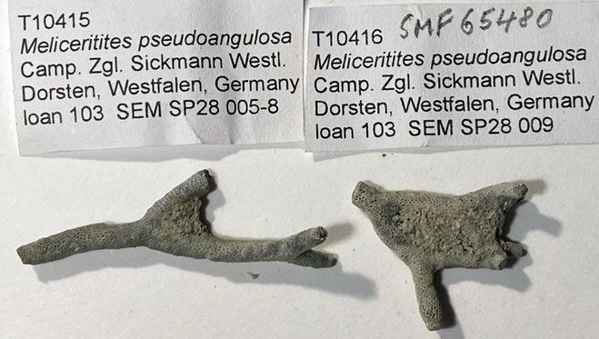 Senckenberg, Bryozoa, Bryozoen, Moostierchen, Sammlung Voigt