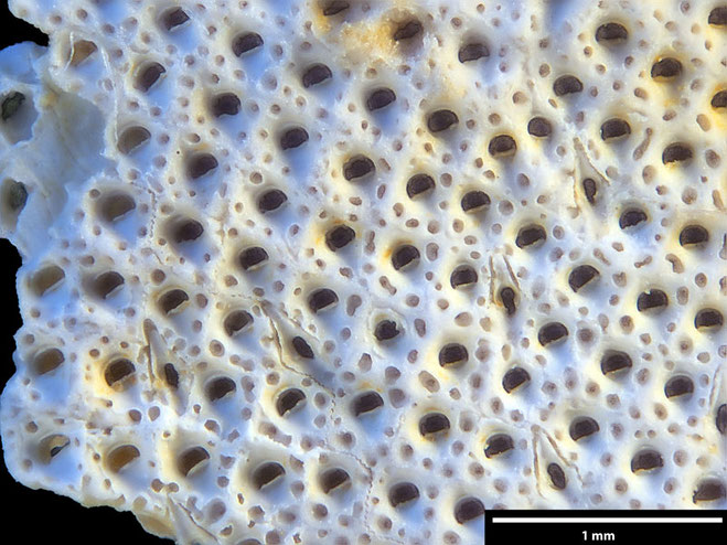 Senckenberg, Bryozoa, Bryozoen, Moostierchen, Sammlung Voigt